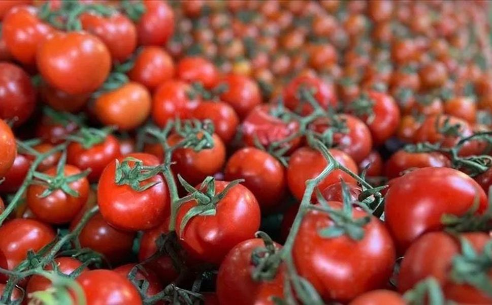 Ankara'nın meşhur lezzeti dünya listesinde! Ayaş domatesi ilk 10'a girdi