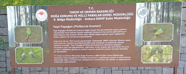 Necatı Yalcın 6-1
