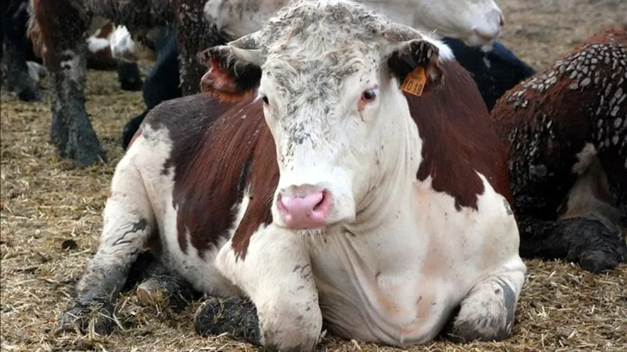 Delı Dana Hastalıgı 2