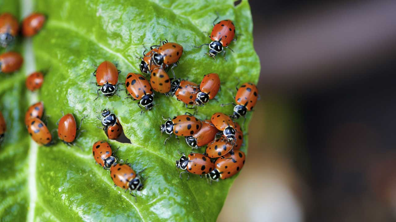 Ugur Boceklerı Evı Mı Sarıyır