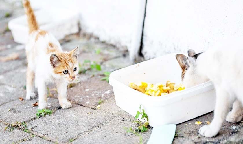 Whatsapp Image 2026 03 15 At 15.56.59