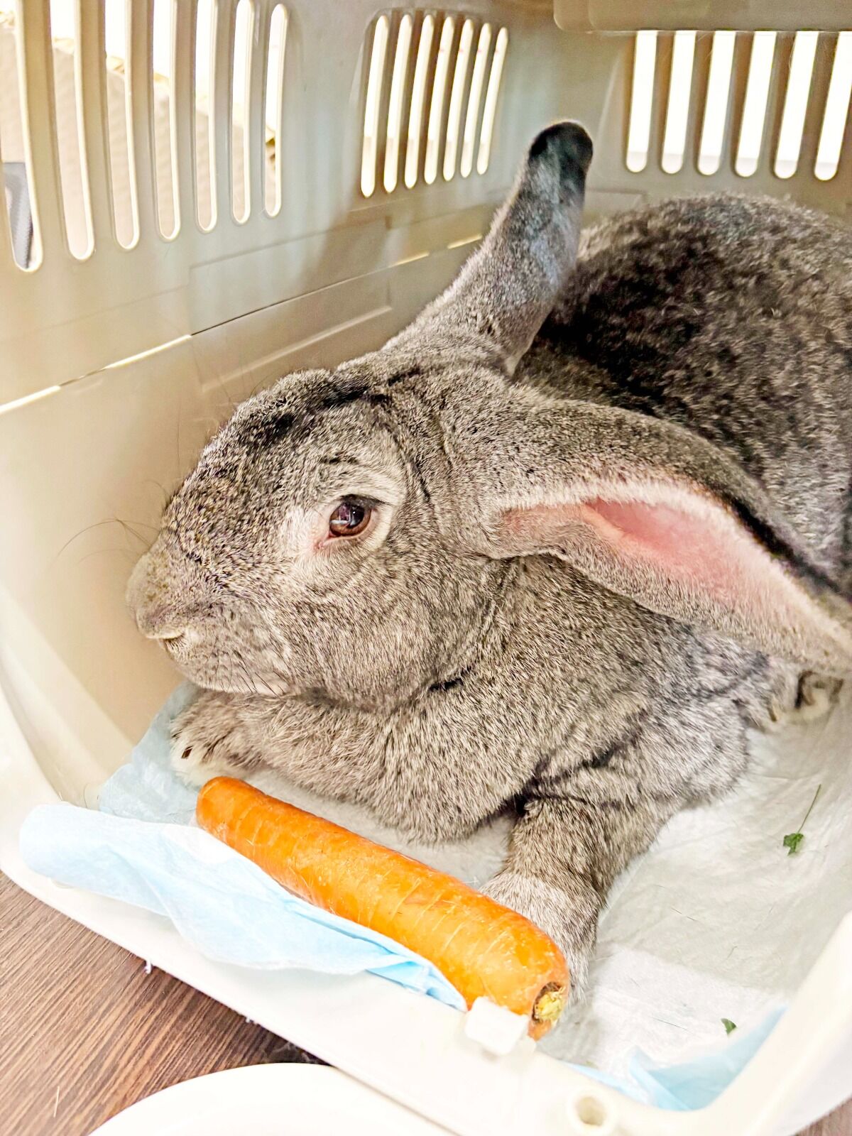 Whatsapp Image 2026 03 24 At 14.49.48 (2)