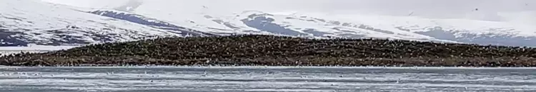 Çıldır Gölü Göçmen Kuşlarla Doldu2