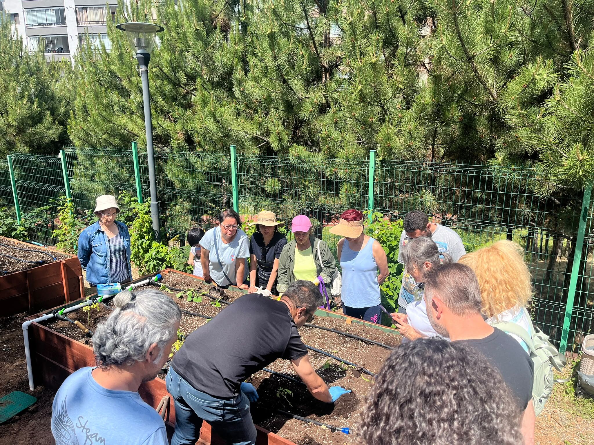 Çankaya’nın Kent Bostanlarında Atalık Fideler Toprakla Buluştu
