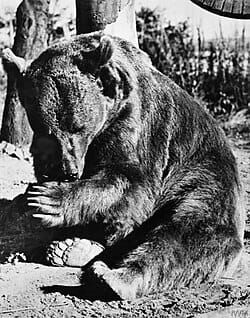 İkinci Dünya Savaşı’nda savaşmış bir ayı: Wojtek