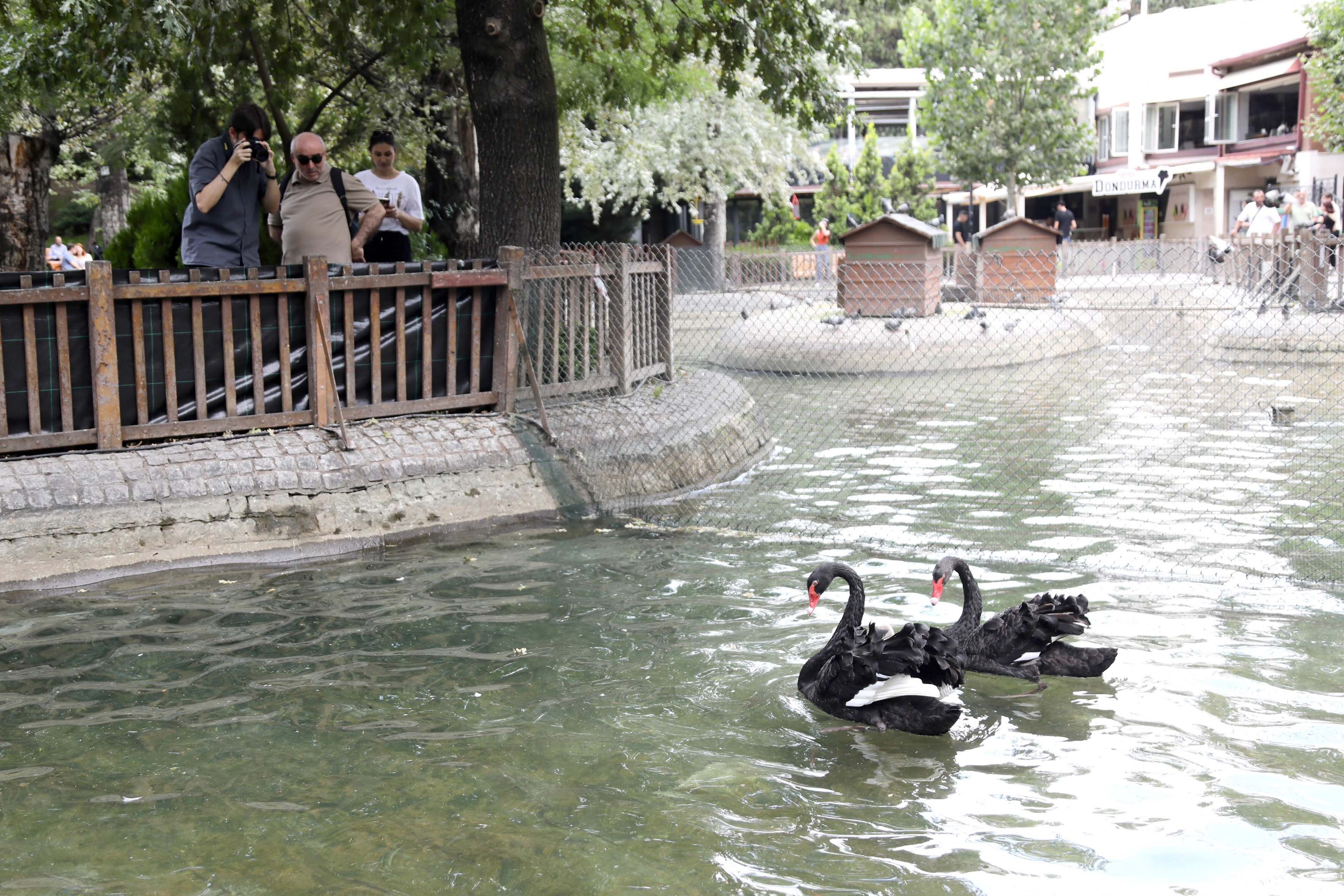 Ankara Kuğulu Park'ta Sevindiren Gelişme!