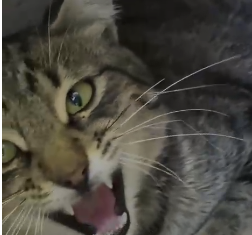 Ankara'da Kedi Katliamı! Bu Caniliği Kim Yapıyor?