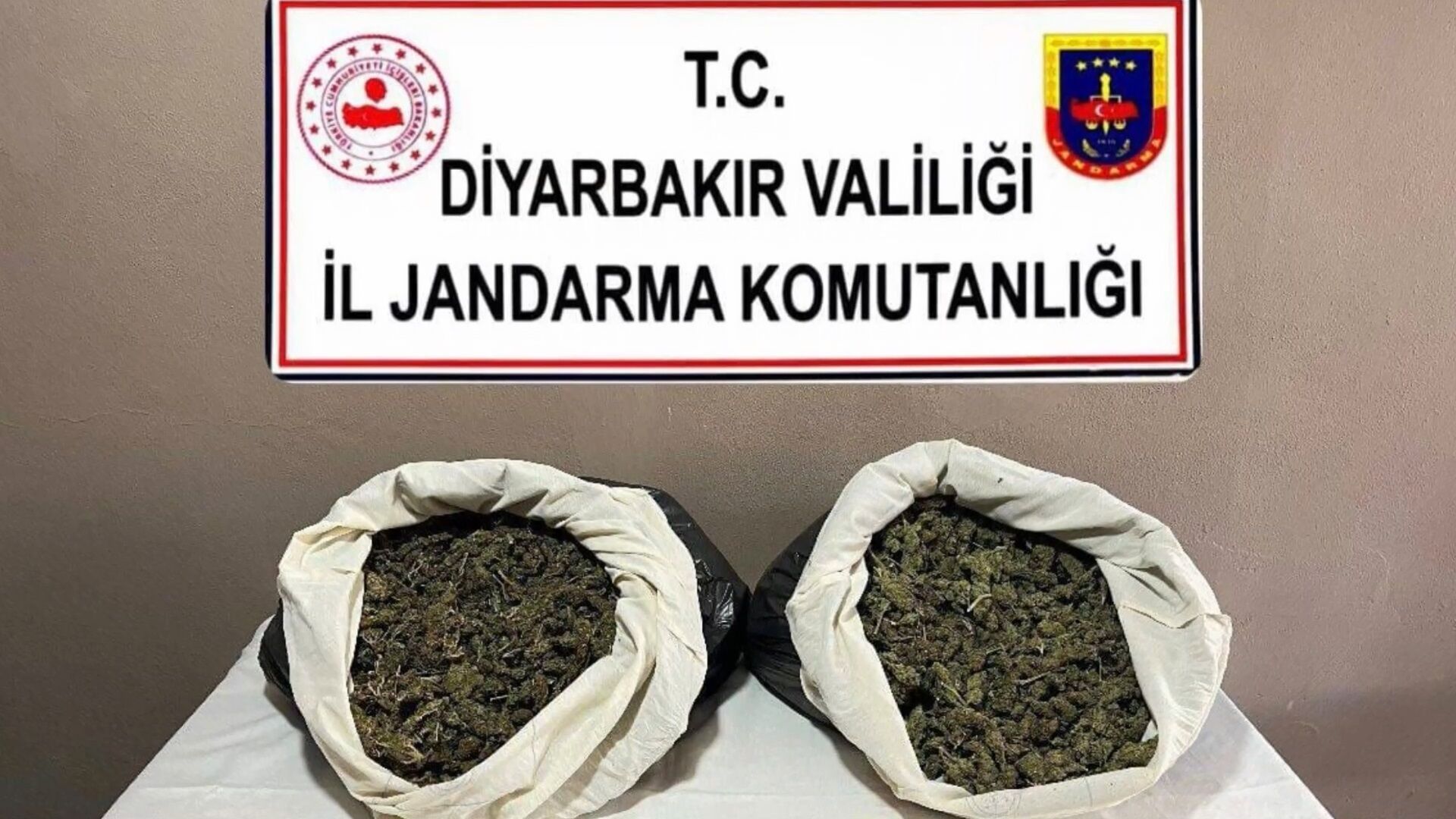 217 bin 608 kök kenevir ve skunk ele geçirildi