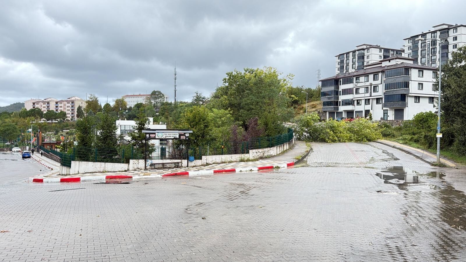 Bartın'da kuvvetli rüzgar ağaçları devirdi