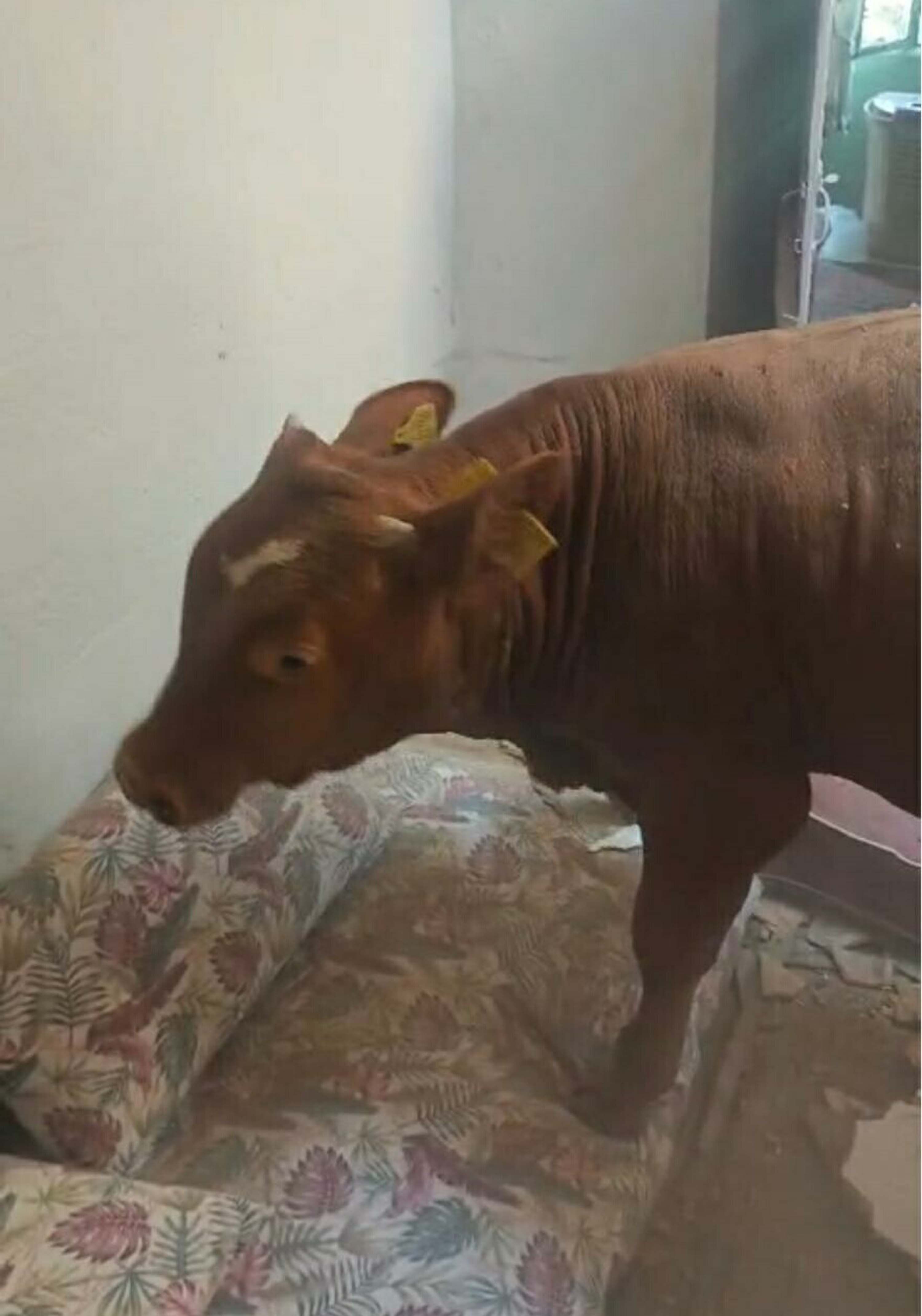 Evin çatısına düşen boğa, tavanda asılı kaldı