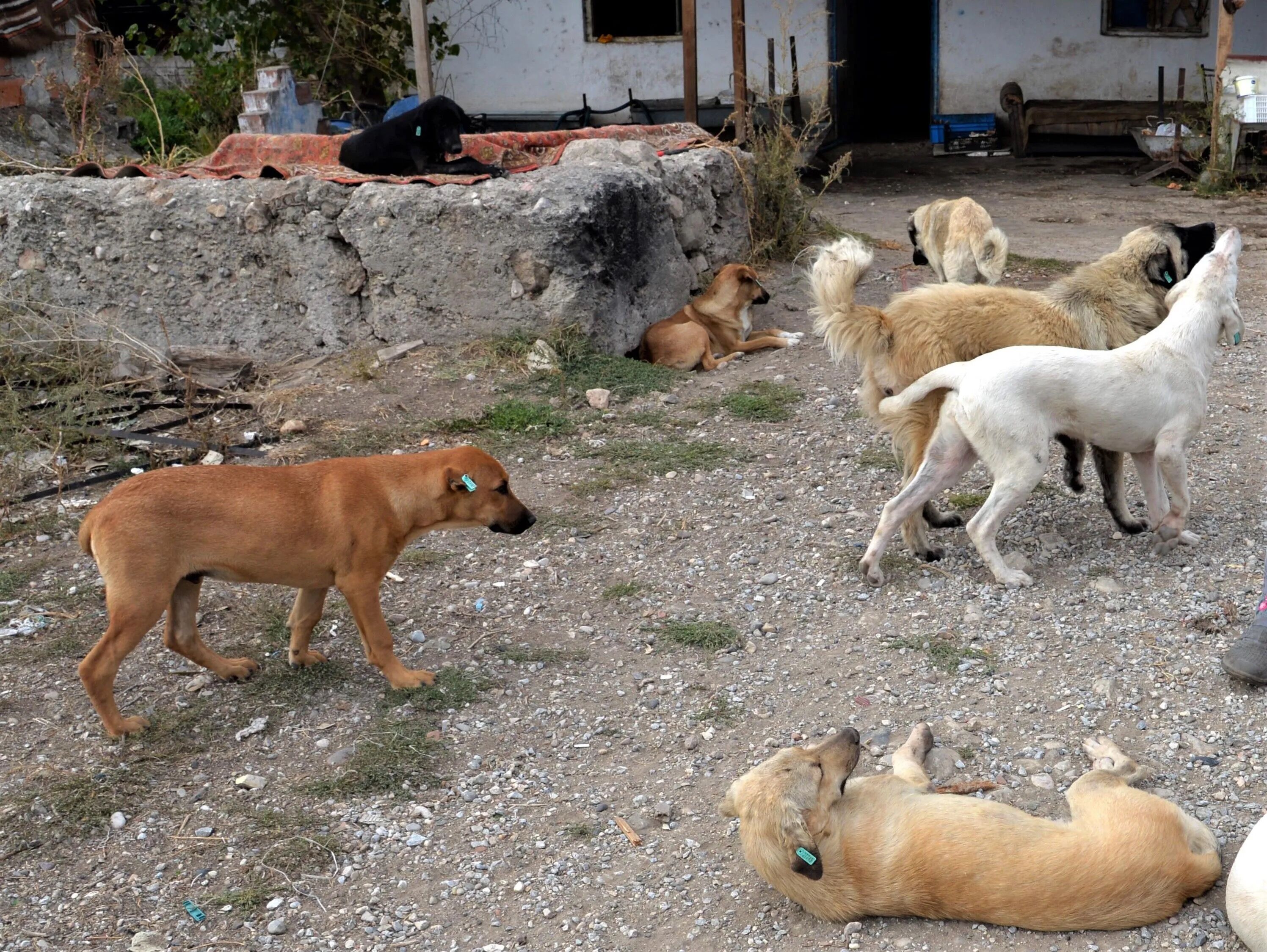 Sokak Köpeklerinin Yüzde 99,22’si Toplandı