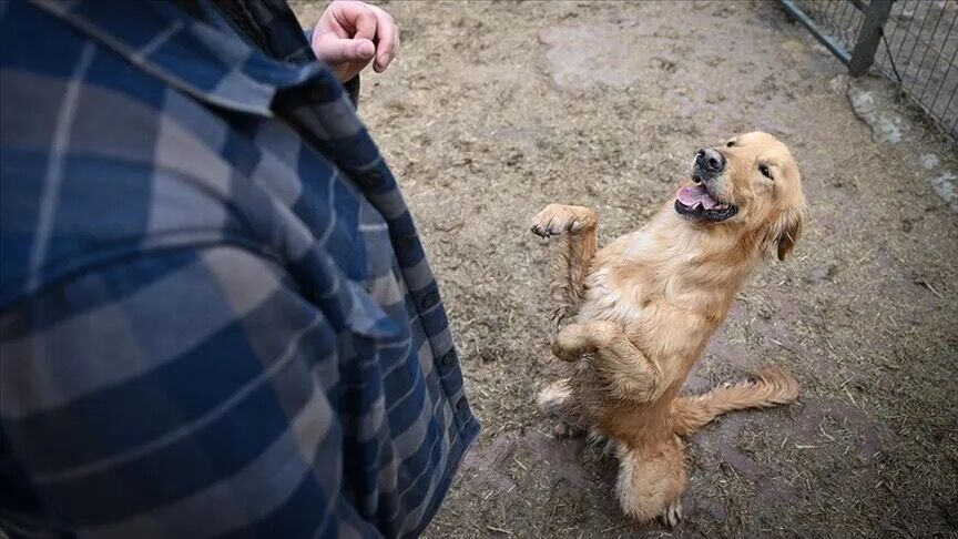 Sokak Köpeklerinin Yüzde 99,22’si Toplandı: Süreç Nasıl İşleyecek?