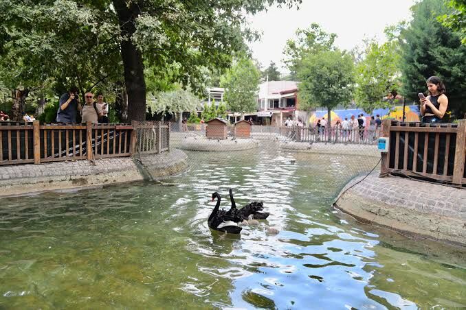 Kuğulu Park’ın minik sakinleri büyüyor: Vatandaşlara önemli uyarı