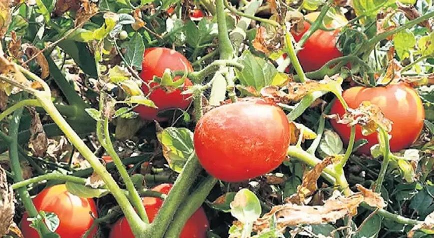 Ankara'nın meşhur lezzeti dünya listesinde! Ayaş domatesi ilk 10'a girdi-1